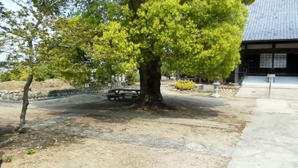 Japanese Temple Walk