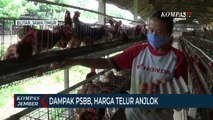 Dampak PSBB Jakarta, Harga Telur di Daerah Anjlok