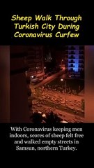 Sheep Walk Through Turkish City During Coronavirus Curfew