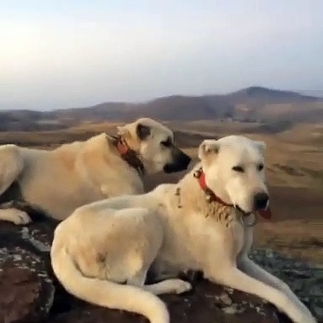 Anatolian Shepherd vs Kangal