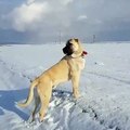 ANADOLU COBAN KOPEGiNiN KAR NOBETi - ANATOLiAN SHEPHERD DOG and SNOW WACHT