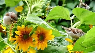 Birds Perched On Flowers