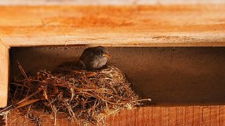 Bird On A Nest