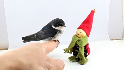 Bird Perched On A Finger