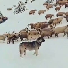 ANADOLU ASLANLARI KURDA KARSI TEK YUREK - ANATOLiAN SHEPHERD DOGS ans SHEEPS
