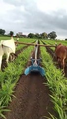 Advanced Indian Agriculture Technology ( 480p )