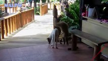Funniest Monkeys Vs Cats and Dogs Video|funny monkey|funny cats|funny dogs video