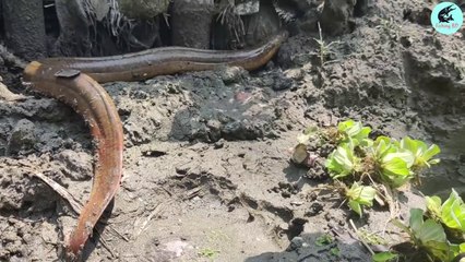 Big Monster Fish Eating