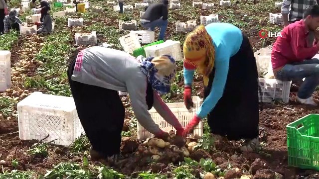 - Adana’da turfanda patatese buruk hasat- 68 bin dekara ekilen patatesin hasadı başladı- Adana’da aşırı yağış ve don patatesin rekoltesini düşürdü- Yüreğir Ziraat Odası Başkanı Mehmet Akın Doğan, bu sene rekoltenin düşük olduğunu v...