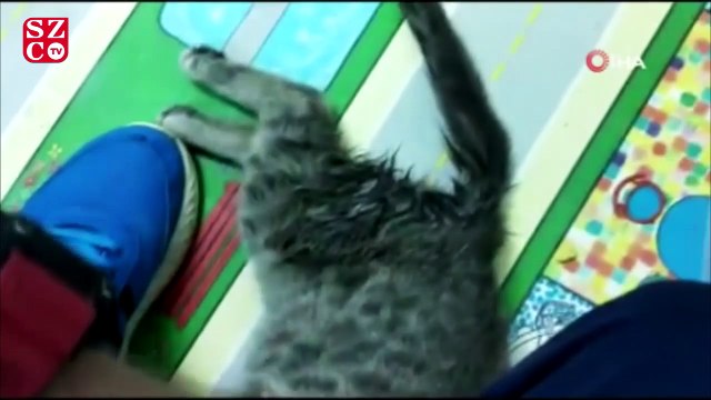 Ayakları felç kedi yürüteç ile hayata döndü