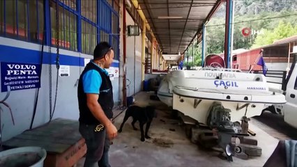 Pitbullun saldırdığı köpek görevinin başında