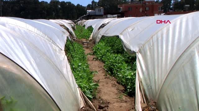 MERSİN Rusların, koronavirüs sürecinde vazgeçemedikleri ürün dolmalık biber