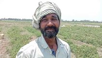 रामपुर: लॉक डाउन के चलते हरि सब्जियों में किसान को नहीं मिला पा रहा है पूरा लाभ