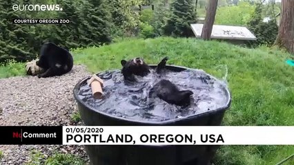 Медведям тоже нужно расслабляться