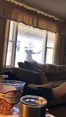 Ce renne vient manger dans la mangeoire des oiseaux sur le perron de la maison !