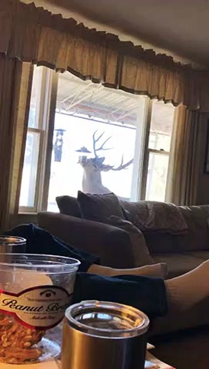 Ce renne vient manger dans la mangeoire des oiseaux sur le perron de la maison !