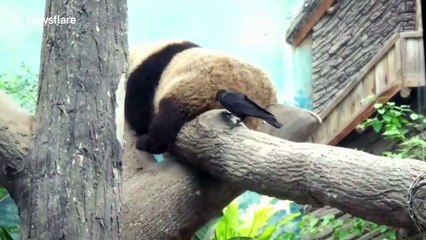 Cheeky! Crow won't stop pecking pandas' bottoms