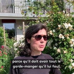 Confinement : la nature a repris ses droits