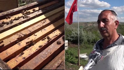 Bal Üreticisinin Yeni Gelir Kapısı ‘Kraliçe Arı’: Tanesi 75 Lira
