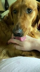 Distracted Doggy Stops Mid Lick