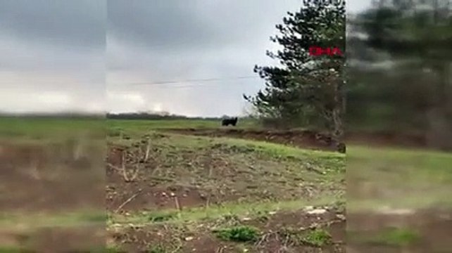 Yol kenarına kadar inen ayılar böyle görüntülendi