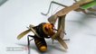 Una mantis religiosa destroza a la ‘avispa asesina’ que atemoriza a EEUU: la mata en segundos y devora su cara