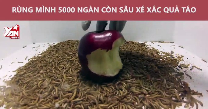 Rùng mình hơn 5000 con sâu bột xâu xé quả táo không còn một mảnh