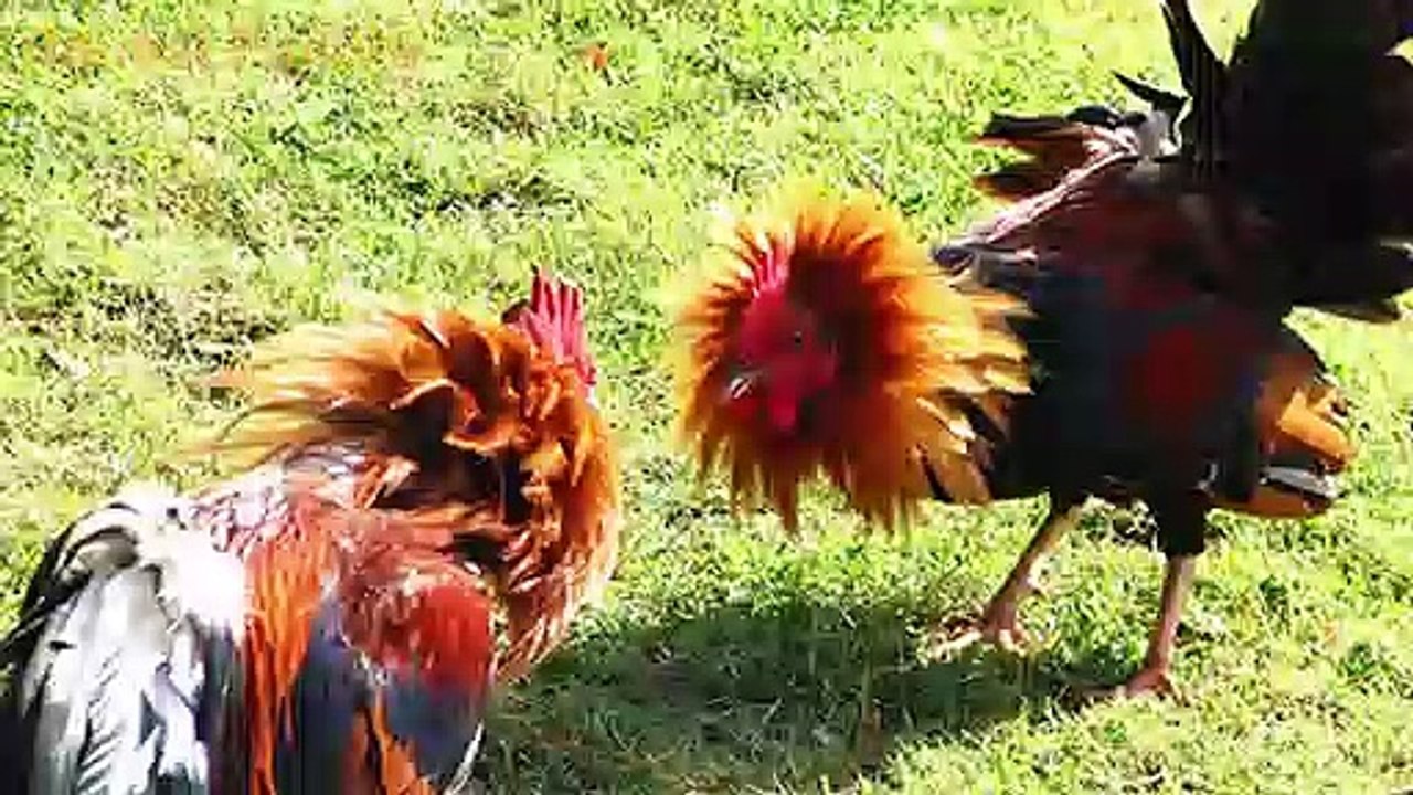 Animal Sounds for Children (20 Amazing Animals)