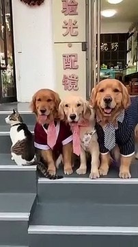 Ce chien ne veut pas de chat dans sa bande