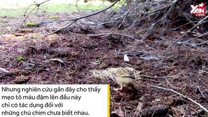 Vì sao các nhà khoa học lại tô màu lên đầu chim sẻ?