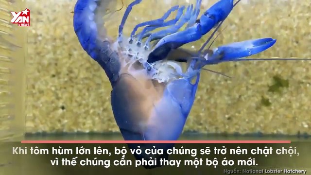 Cận cảnh quá trình lột xác của tôm hùm xanh: Bỏ áo cũ có áo mới đẹp ngỡ ngàng