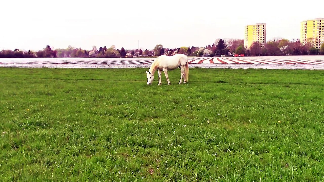 Jenny aus Fechenheim