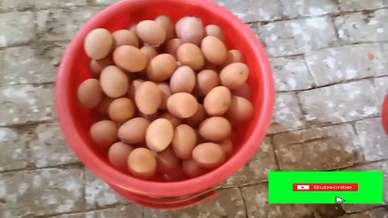 Time of EGG  | | মুরগির ডিম পাড়ার/দেওয়ার সময় পর্ব  1 | | Egg part 1