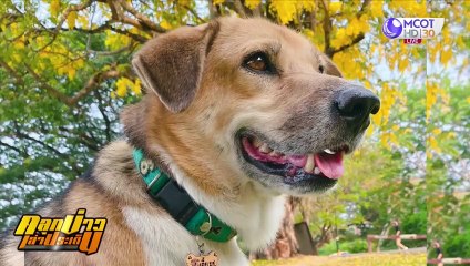 กลุ่มคนรักพี่เตี้ย เผยความน่ารักสุนัขขวัญใจชาว มช. (คลุกข่าวเล่าประเด็น)