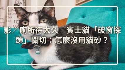 petsmao.nownews-copy3-20200508-20:00