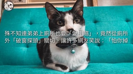 petmao_nownews-copy3-20200508-20:01