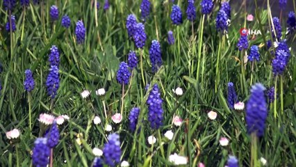 Sümbül vadisi öksüz kaldı