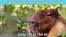 Lạ lùng như loài chuột lang nước thảnh thơi giữa đời: đố ai young, wild and free như em