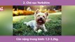 Top 10 Giống chó có kích thước vừa vặn dễ nuôi