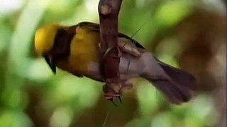 Home Making_ Weaver Bird