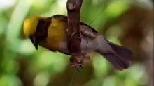 Home Making_ Weaver Bird