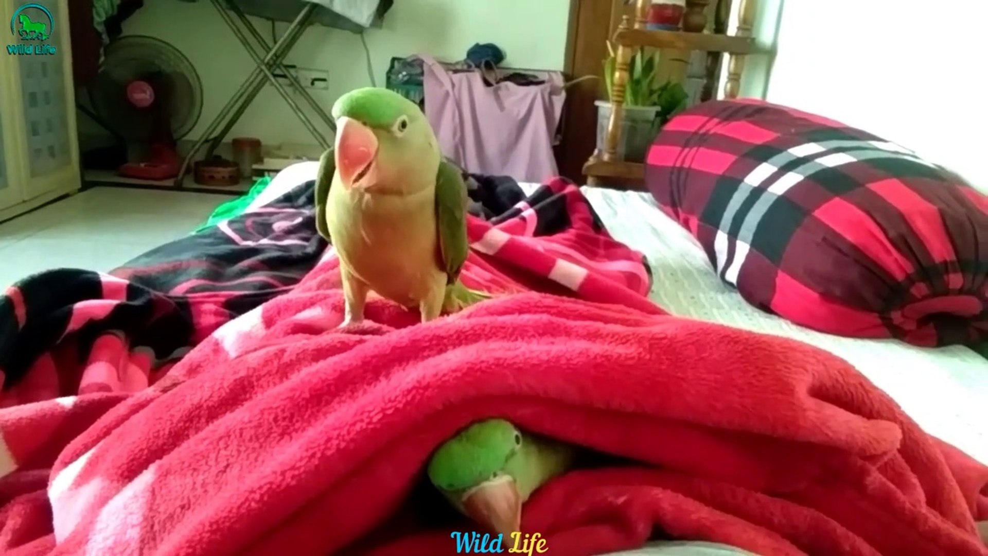 Alexandrine parakeets(Ringneck Parrot) doing humorous thing - Funny PARROTS Videos