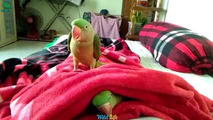 Download Video: Alexandrine parakeets(Ringneck Parrot) doing humorous thing - Funny PARROTS Videos