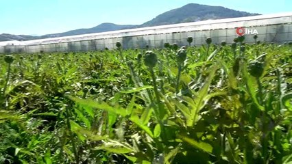 Enginar üreticisi ithal enginardan dertli