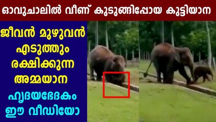 കനാലില്‍ അകപ്പെട്ട കുട്ടിയാനയെ രക്ഷിക്കുന്ന അമ്മയാന | Oneindia Malayalam