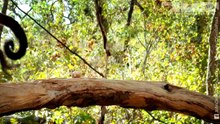 Monkey Cracks Nut - what could go wrong