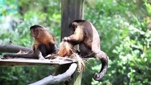Monkeys break open a coconut