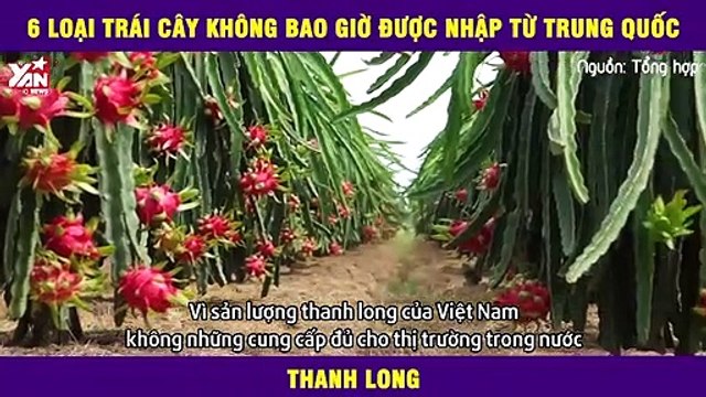 Bất ngờ với 6 loại trái cây không bao giờ được nhập từ Trung Quốc không phải ai cũng biết