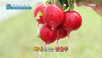 심장 지키는 작은 거인! 붉은 보석 [방울무]