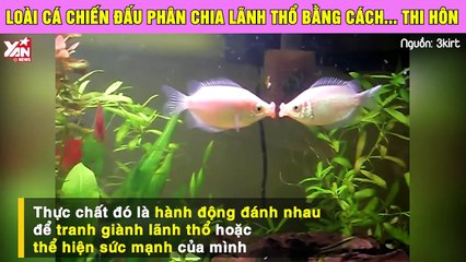 Loài cá chiến đấu phân chia lãnh thổ bằng cách... thi hôn